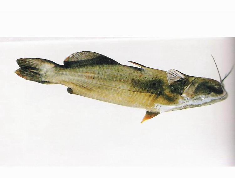 Channel