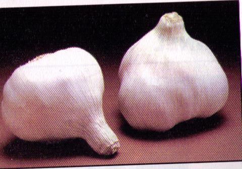 Garlic