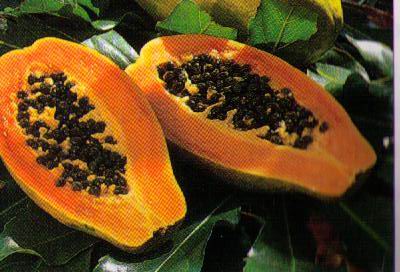 Papaya