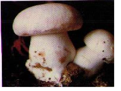 Champignon