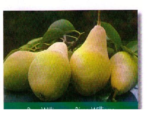 Pears