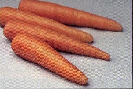 Carrot