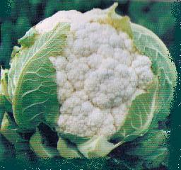 Cauliflower