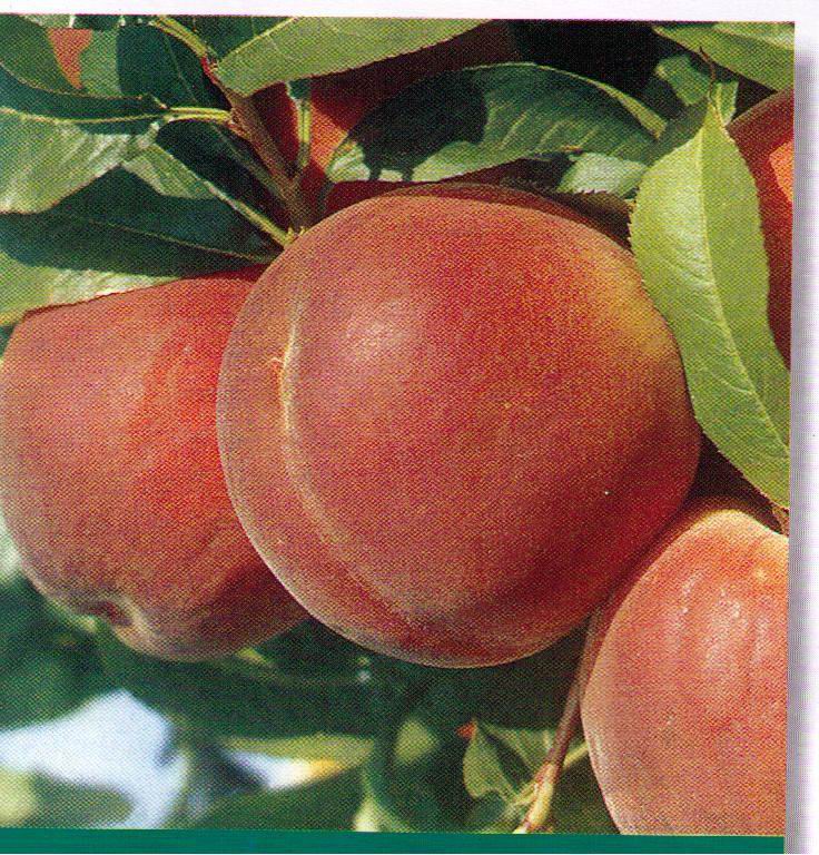 Peaches