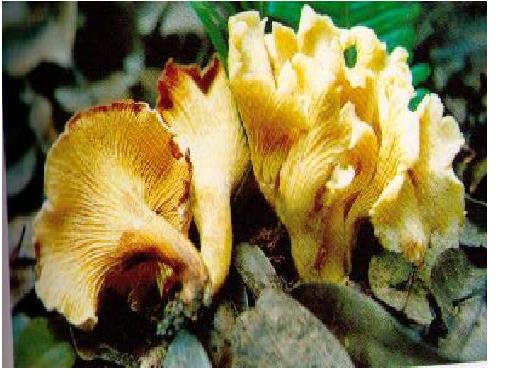 Chanterelle